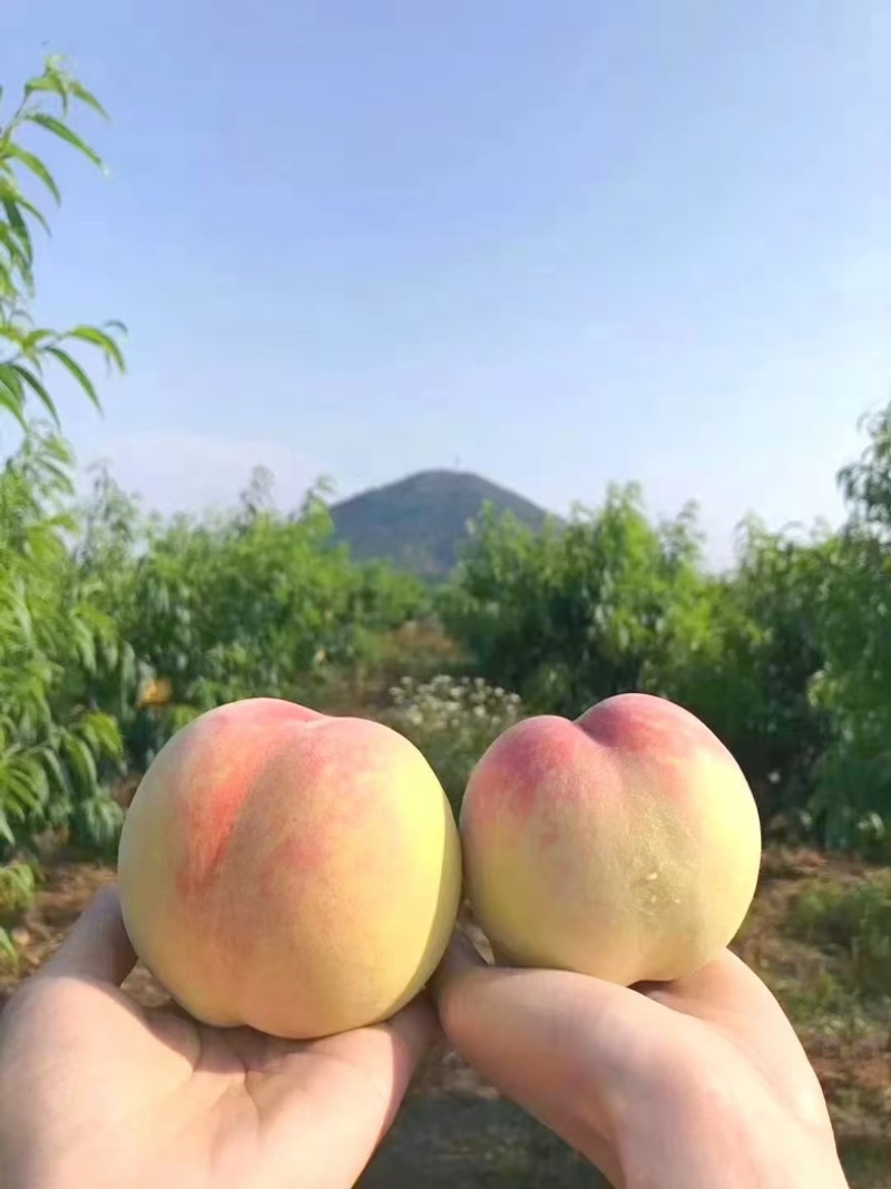 阳山水蜜桃/突围/白凤/水蜜桃现摘现发基地直供