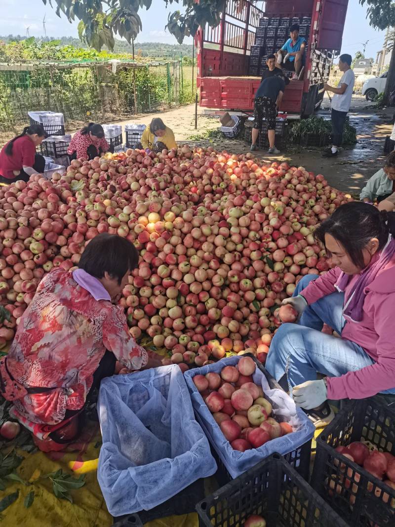 中油系列油桃，枣油桃