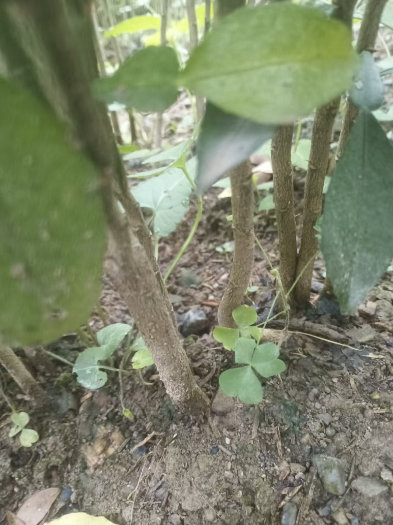 香橙实生苗，小叶香橙实生苗砧木