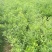 香橙实生苗，小叶香橙实生苗砧木