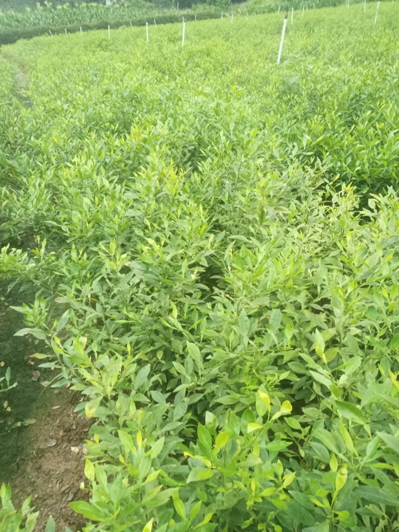 香橙实生苗，小叶香橙实生苗砧木