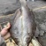 开边海鲈鱼干展会地摊电商开边海鲈鱼干鲈鱼干鱼片鱼肉鱼干