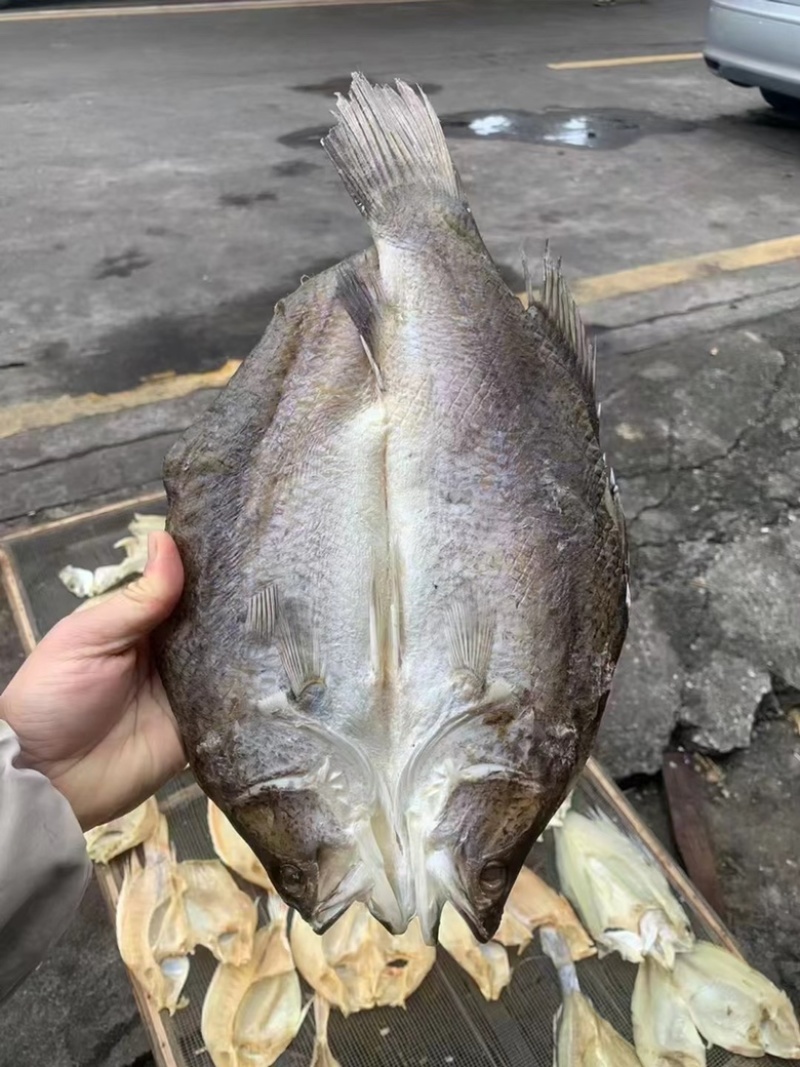 开边海鲈鱼干展会地摊电商开边海鲈鱼干鲈鱼干鱼片鱼肉鱼干
