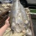 开边海鲈鱼干展会地摊电商开边海鲈鱼干鲈鱼干鱼片鱼肉鱼干