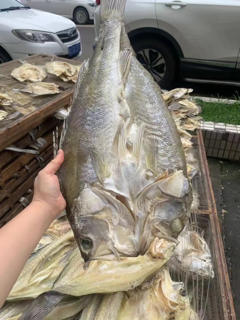 开边海鲈鱼干展会地摊电商开边海鲈鱼干鲈鱼干鱼片鱼肉鱼干