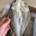 开边海鲈鱼干展会地摊电商开边海鲈鱼干鲈鱼干鱼片鱼肉鱼干