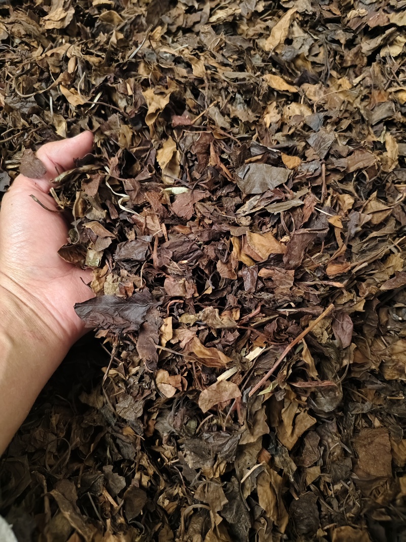 鹿衔草中药材野人工挑选干净无杂鹿含草鹿寿草散装批发