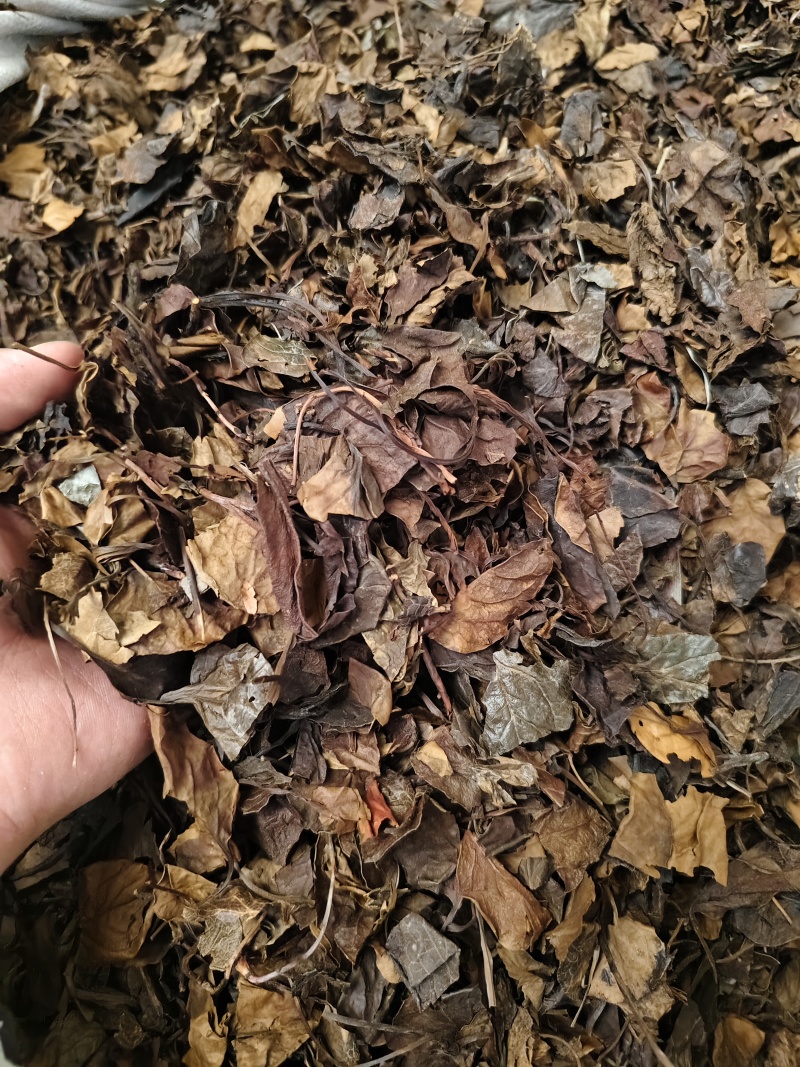 鹿衔草中药材野人工挑选干净无杂鹿含草鹿寿草散装批发