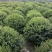 基地大量出售冠幅150厘米瓜子黄杨球