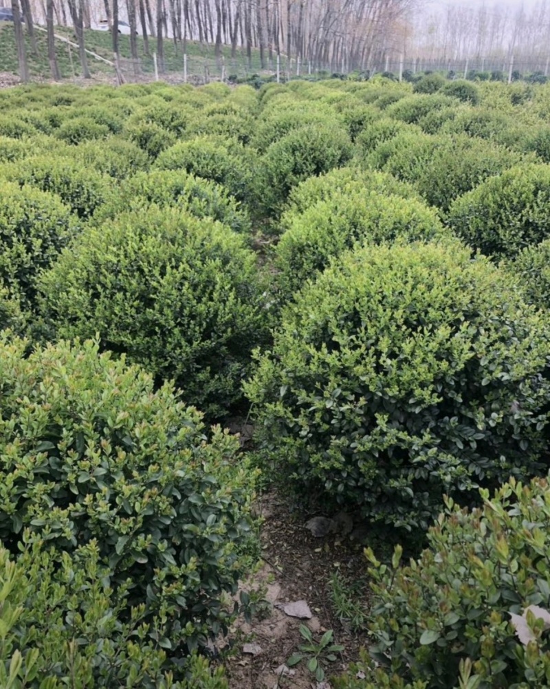 基地大量出售冠幅150厘米瓜子黄杨球