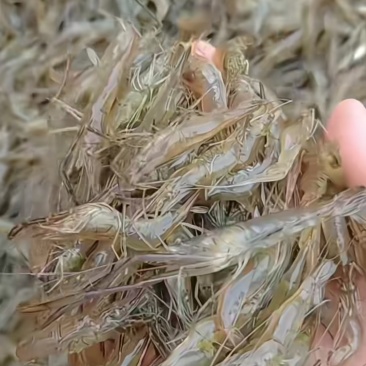 新鲜河虾3-5公分