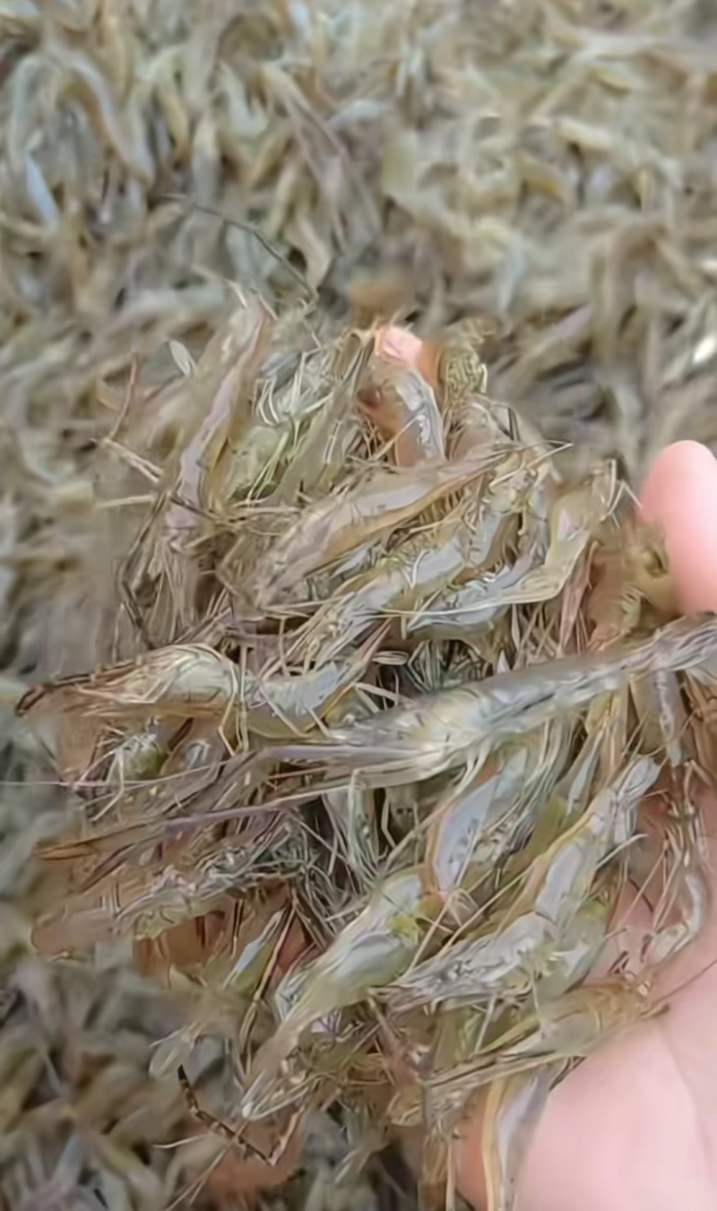 新鲜河虾3-5公分