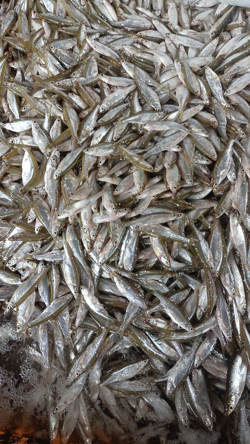 油炸开肚白肖