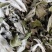 艾草河南全棵艾草大量接单产地直发量大从优欢迎来电