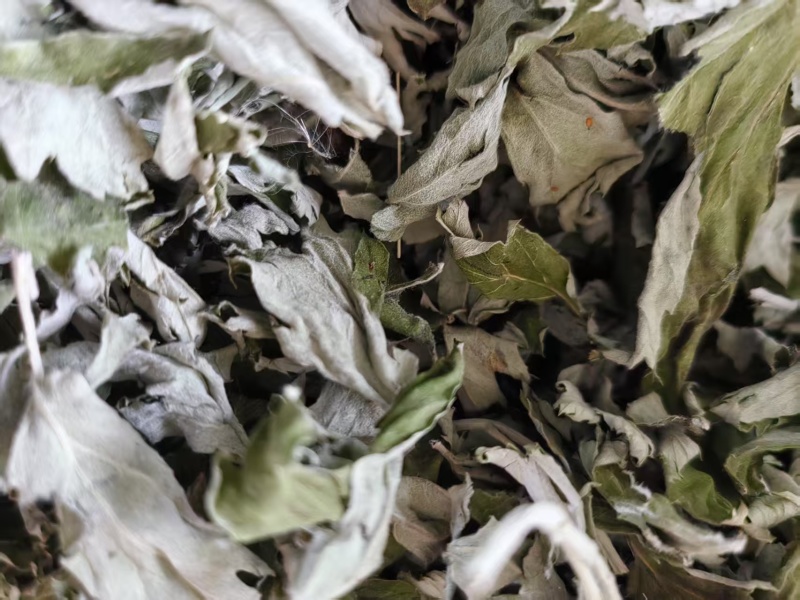 艾草河南全棵艾草大量接单产地直发量大从优欢迎来电