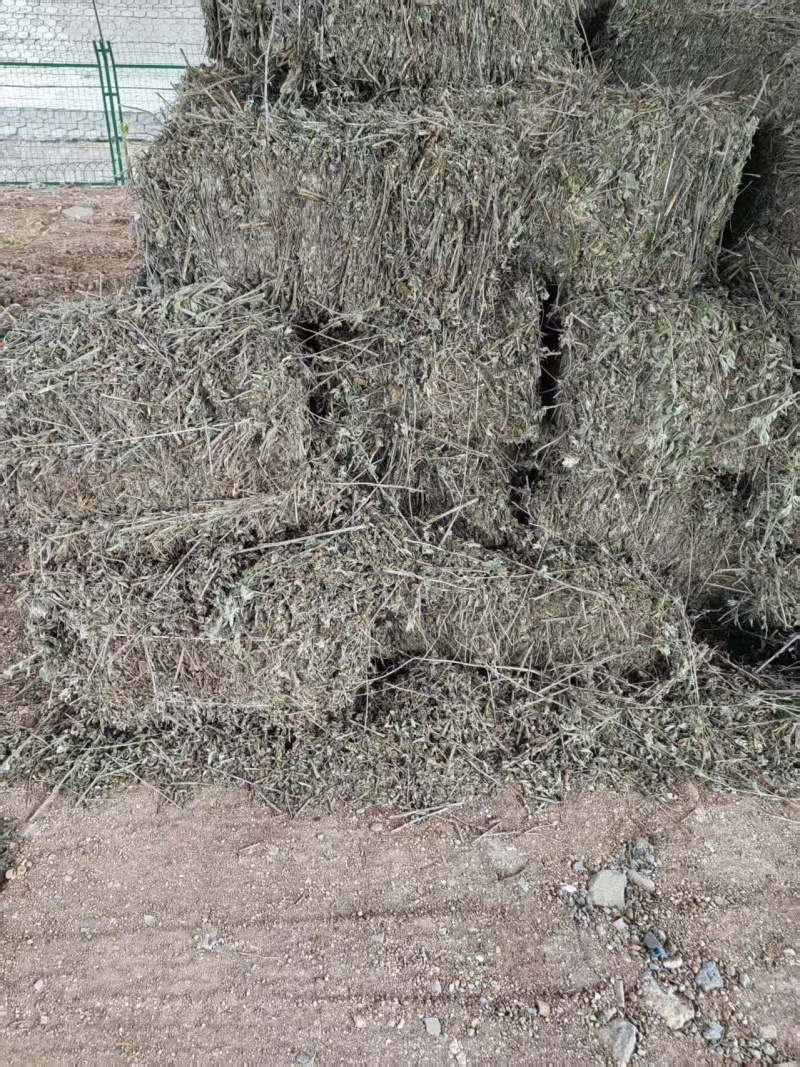 艾草河南全棵艾草大量接单产地直发量大从优欢迎来电