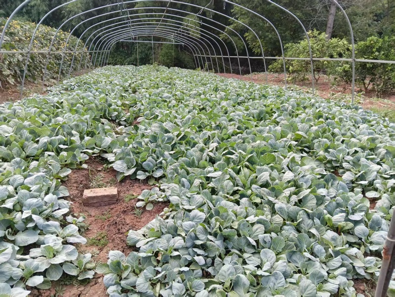 精品甘蓝苗货源充足量大从优质量保证产地发货欢迎咨询