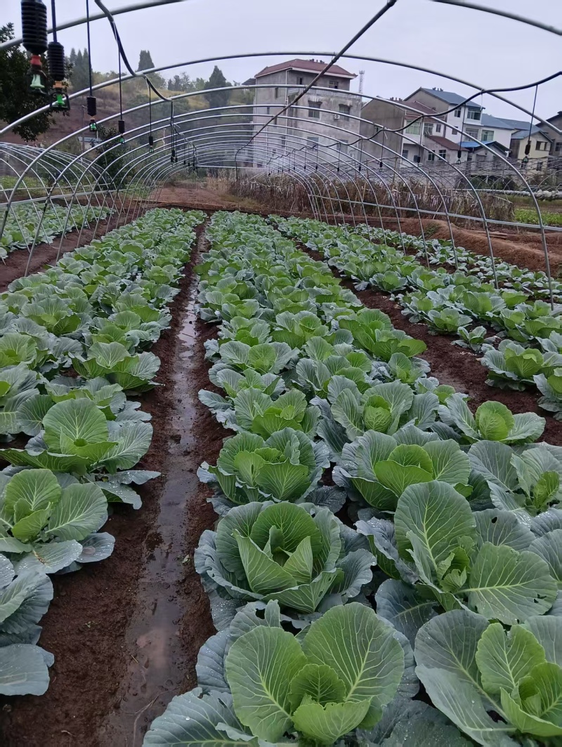 精品甘蓝苗货源充足量大从优质量保证产地发货欢迎咨询
