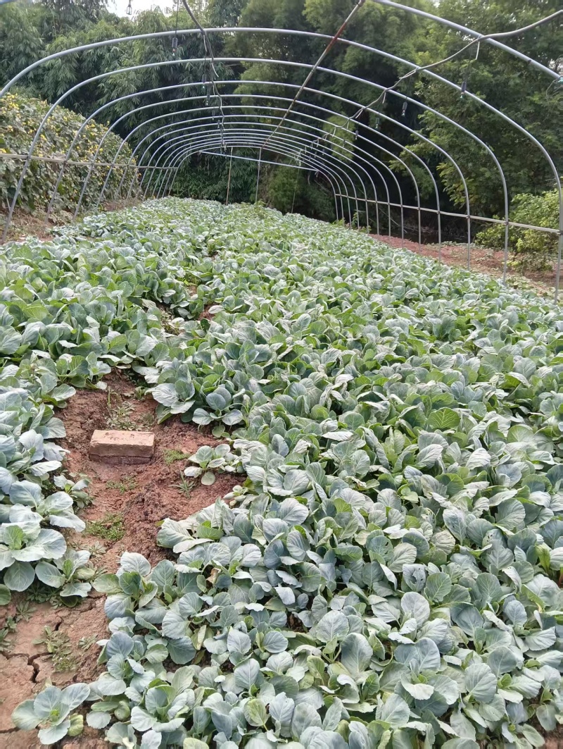 精品甘蓝苗货源充足量大从优质量保证产地发货欢迎咨询