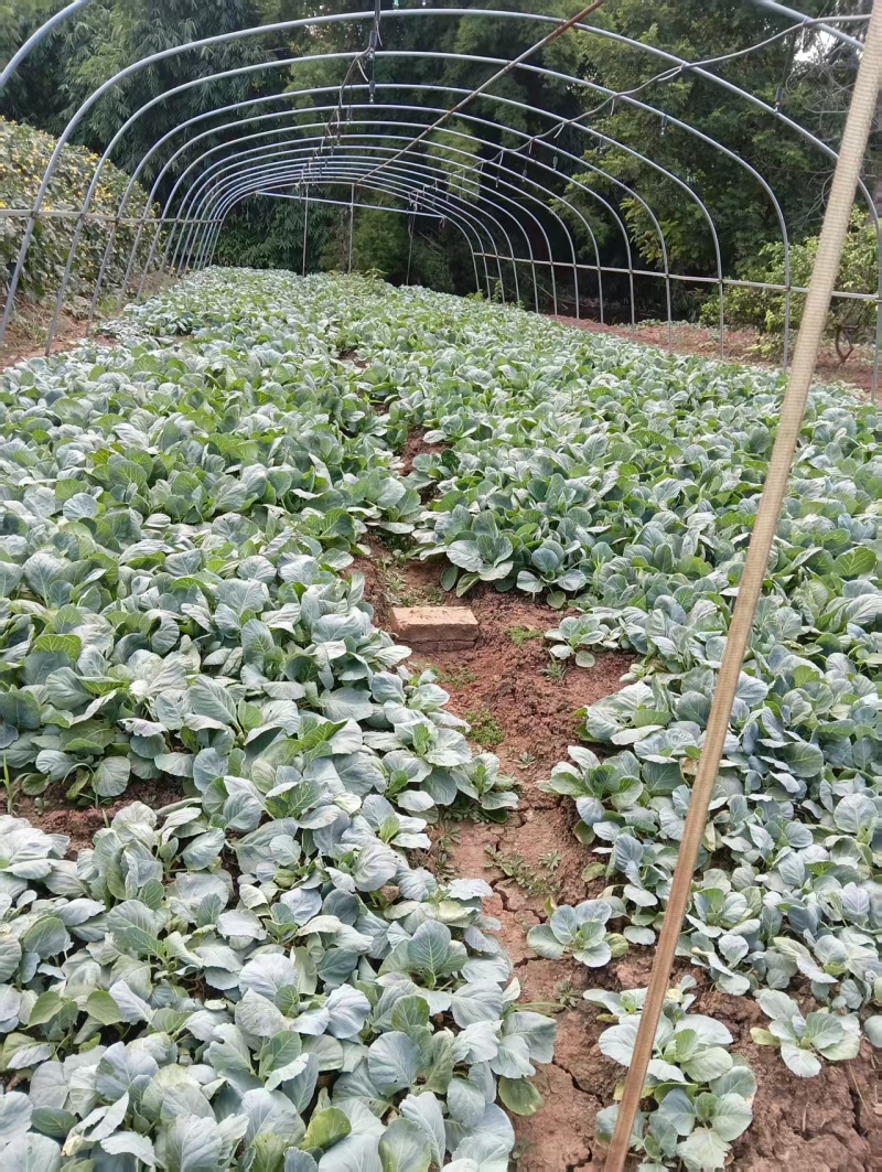精品甘蓝苗货源充足量大从优质量保证产地发货欢迎咨询