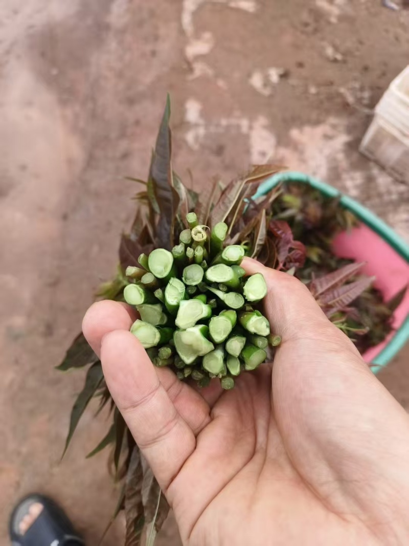 广东省精品香椿芽产地直发品质保证量大从优