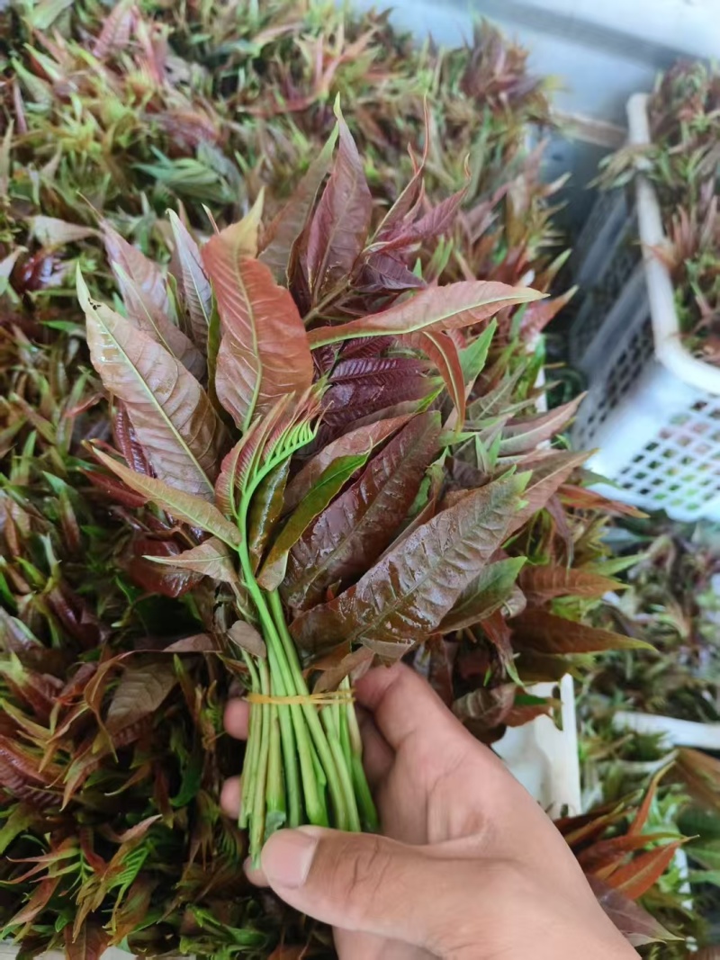 广东省精品香椿芽产地直发品质保证量大从优