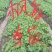 枫香芽苗邹家苗圃基地大量供应芽苗质量保证长期稳定可靠供应