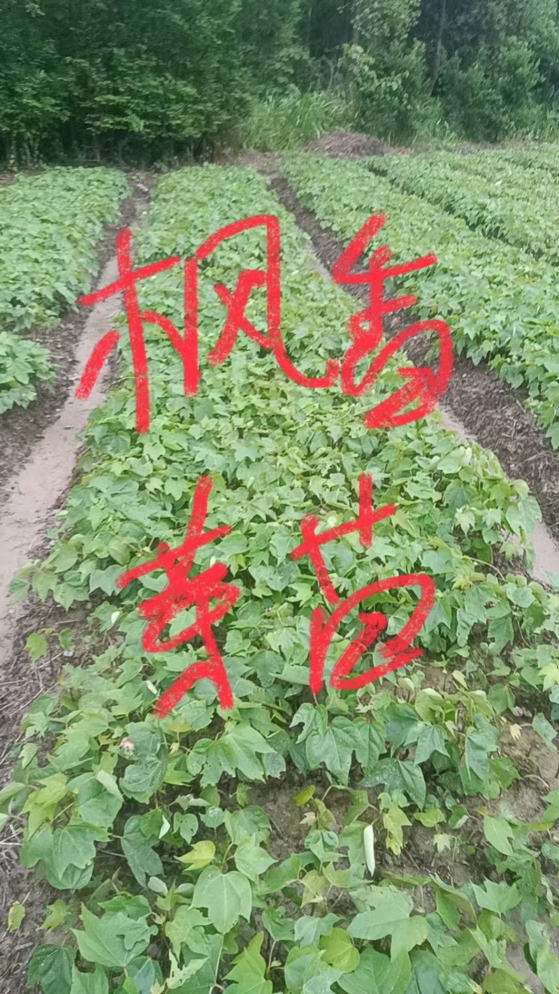 枫香芽苗邹家苗圃基地大量供应芽苗质量保证长期稳定可靠供应
