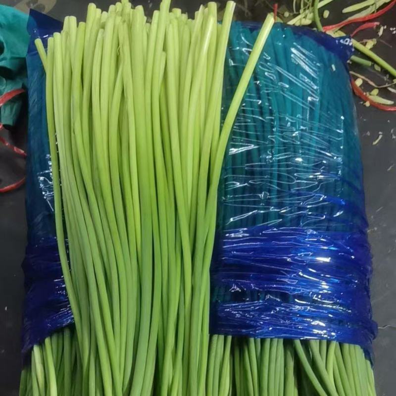 【热卖推荐】山东精品蒜苔源头商家直销市场商超一手货源