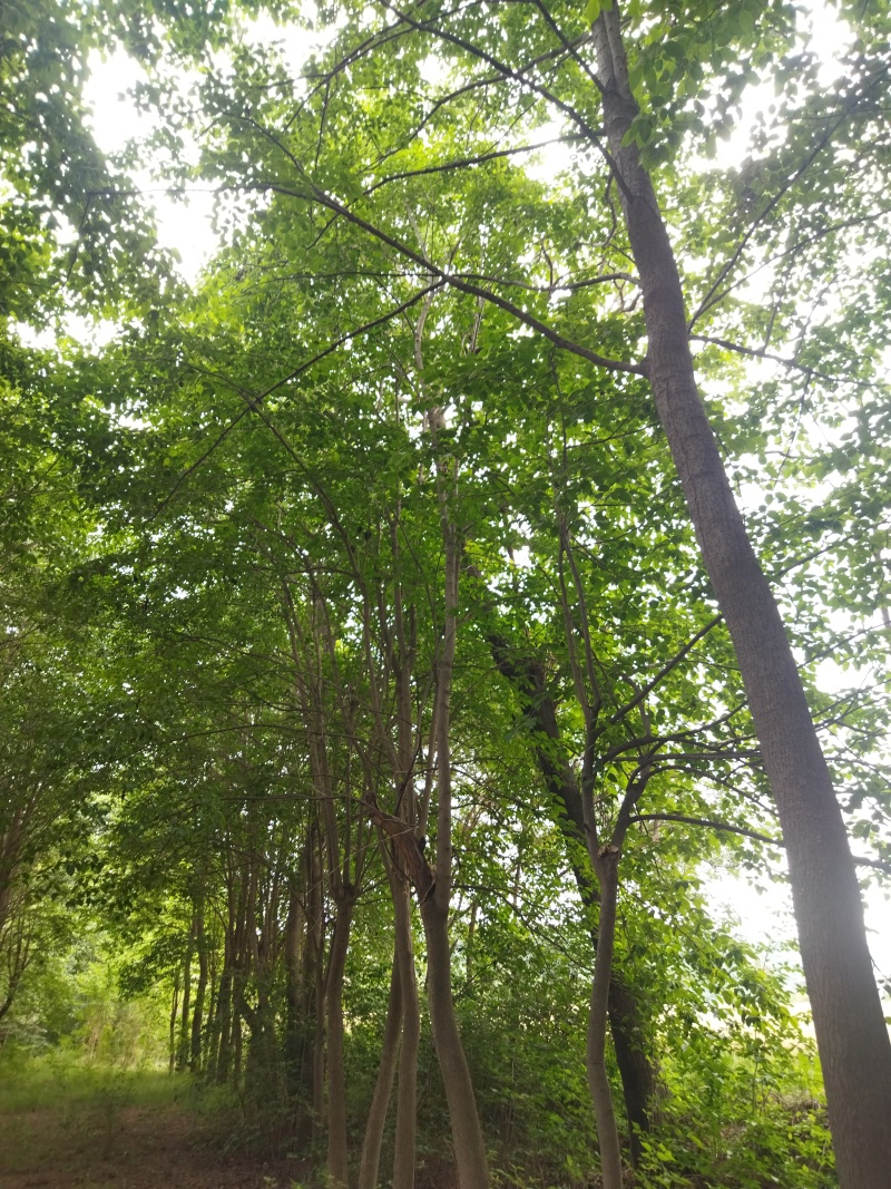 30+年杜仲树，一次性打包。