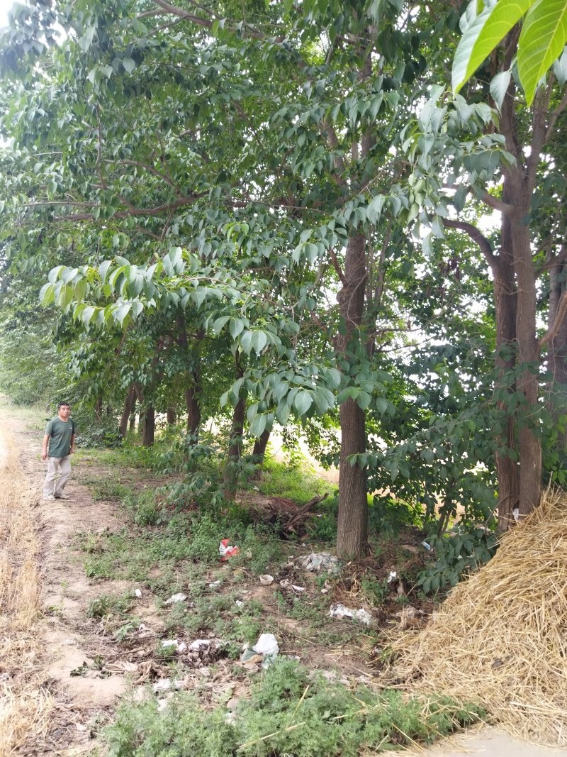 30+年杜仲树，一次性打包。