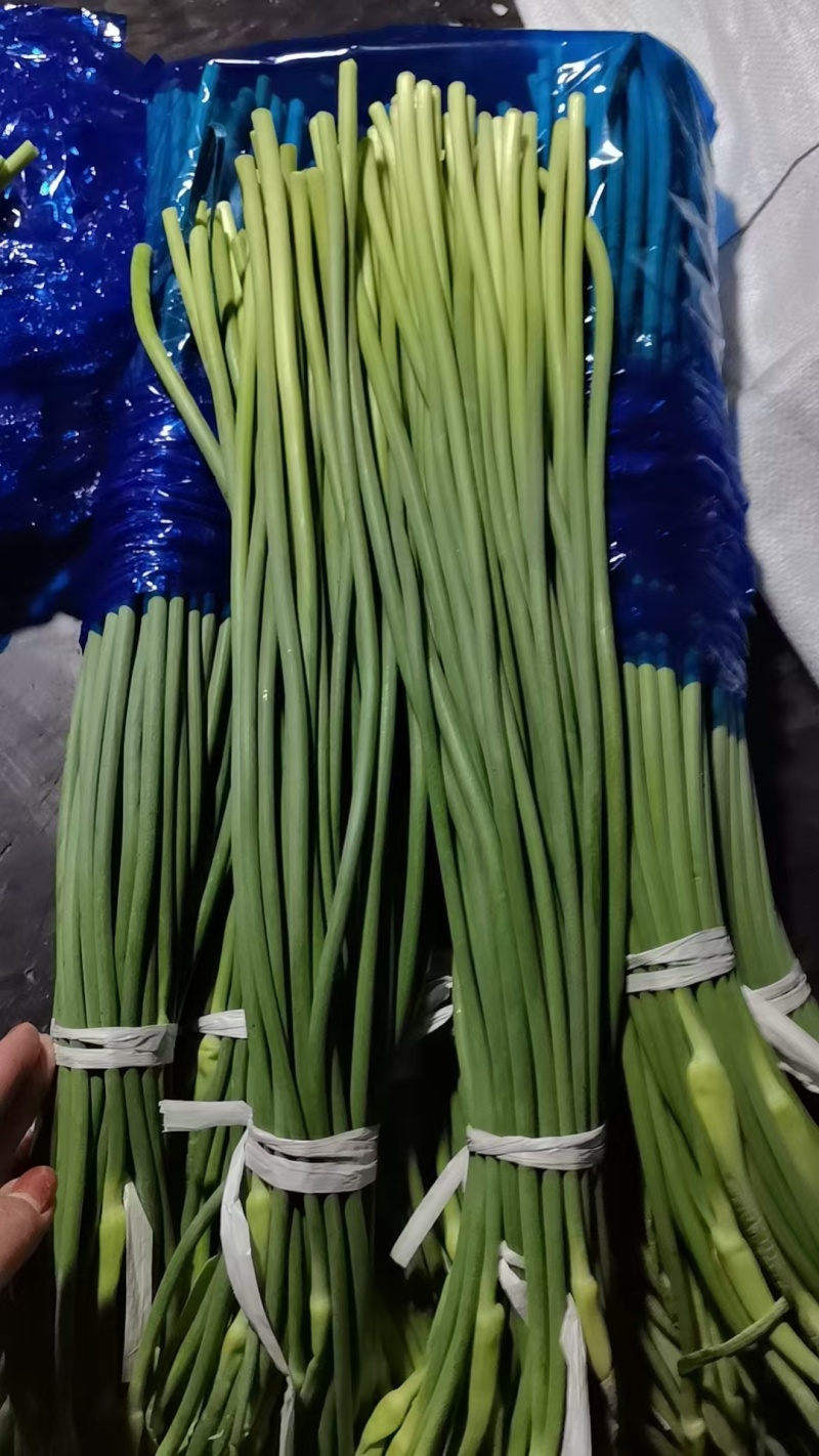 【热卖推荐】山东精品蒜苔源头商家直销市场商超一手货源