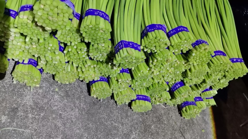 【热卖推荐】山东精品蒜苔源头商家直销市场商超一手货源