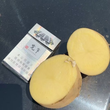 凉山汉堡。粉质品质质量个头都是精品。需要联系