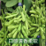 《精品毛豆》翠绿宝/毛豆侠/山东毛豆/产地货源发货原包装