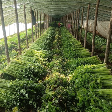 香芹，精品芹菜，规格齐全，质量保证，对接商超市场档口