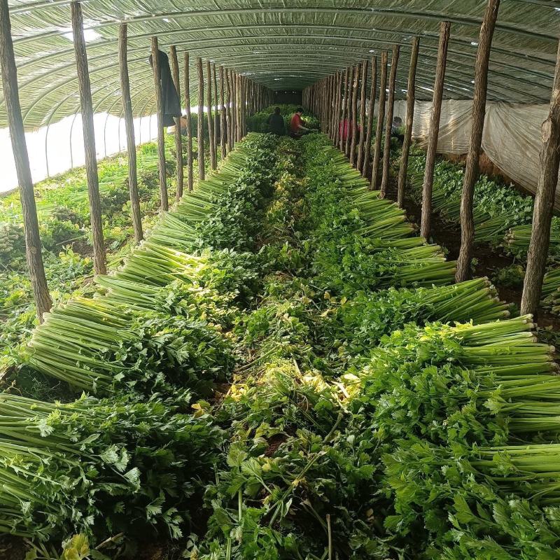 香芹，精品芹菜，规格齐全，质量保证，对接商超市场档口