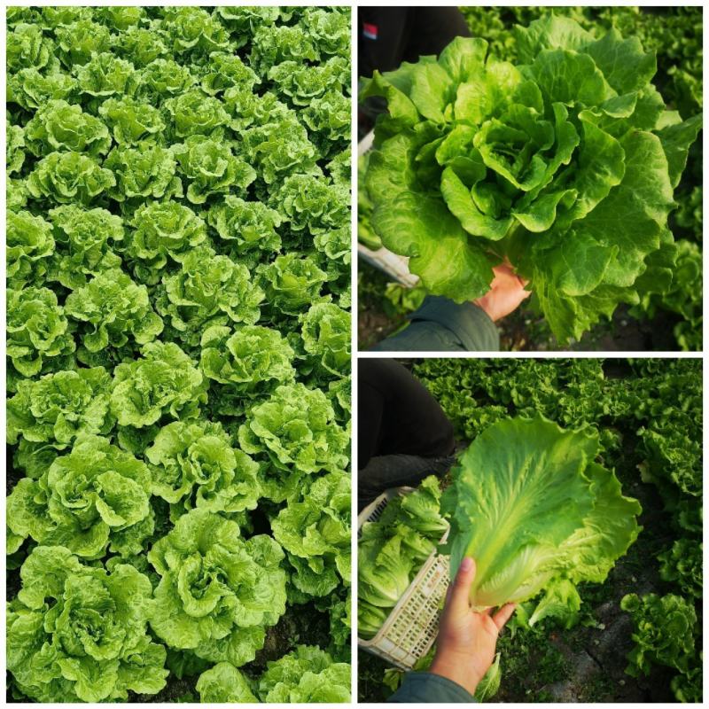 精品意大利生菜，质量保证，量大优惠，一条龙服务