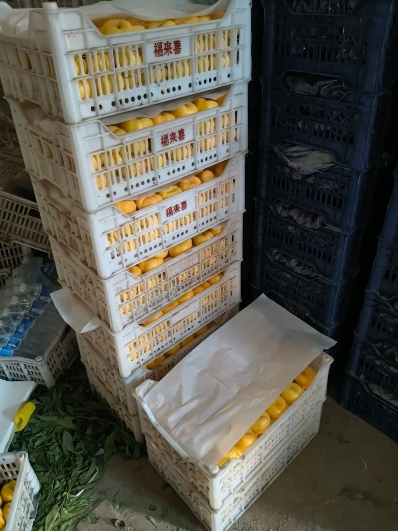 陆地6-6黄油蟠桃黄肉红油蟠桃产地直发大量上市