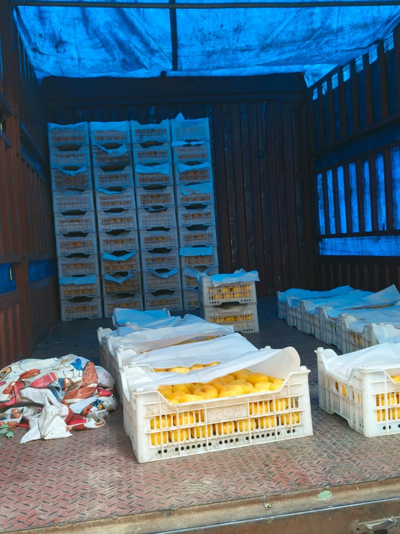 陆地6-6黄油蟠桃黄肉红油蟠桃产地直发大量上市