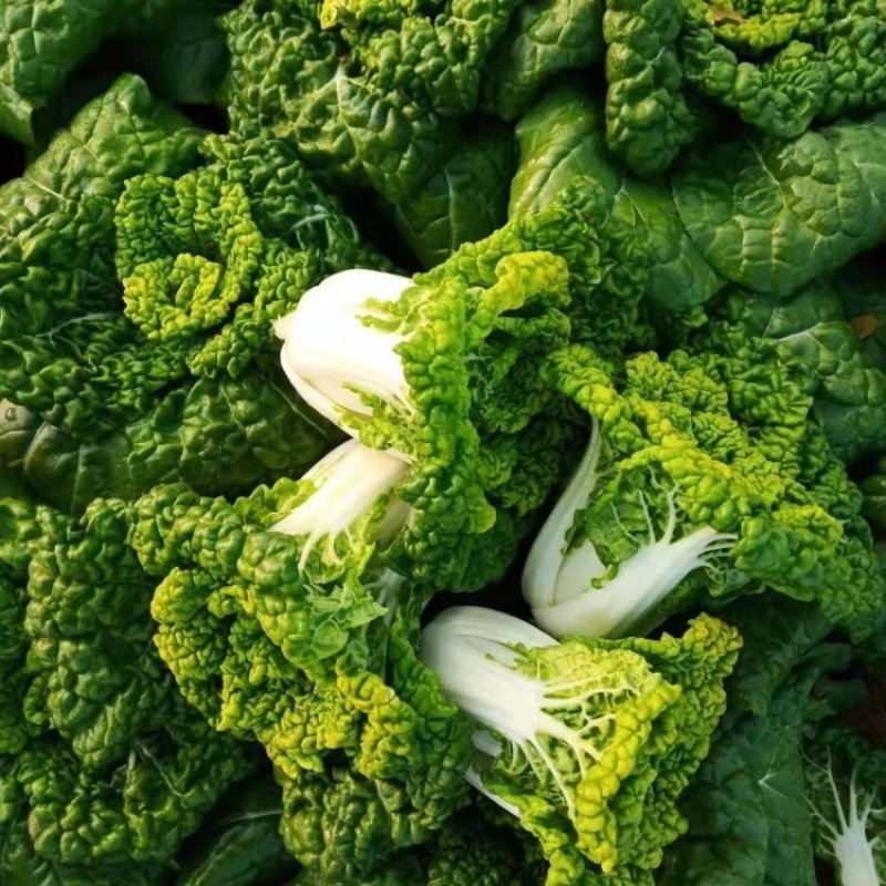 华苏黄金乌塌菜种子耐寒黄心菜种籽菊花心菜籽种易种黄心乌蔬