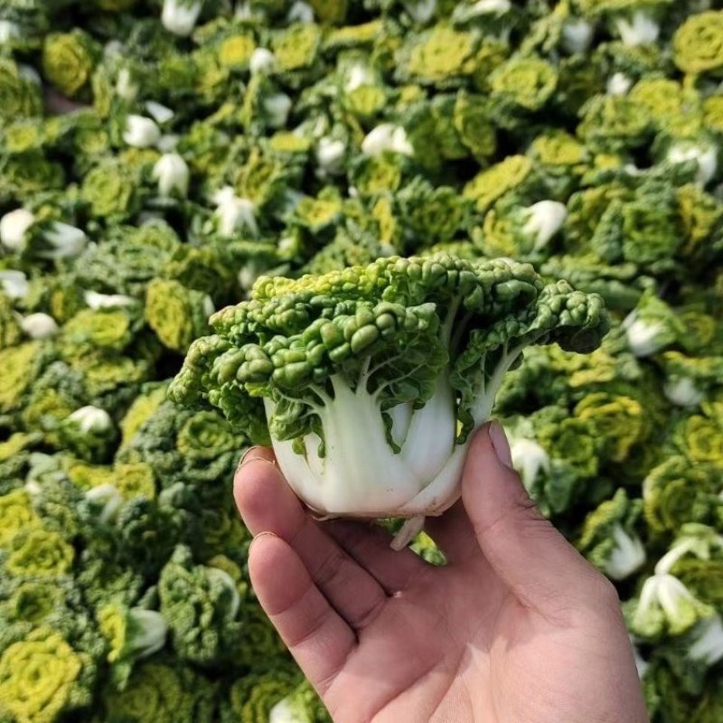 华苏黄金乌塌菜种子耐寒黄心菜种籽菊花心菜籽种易种黄心乌蔬