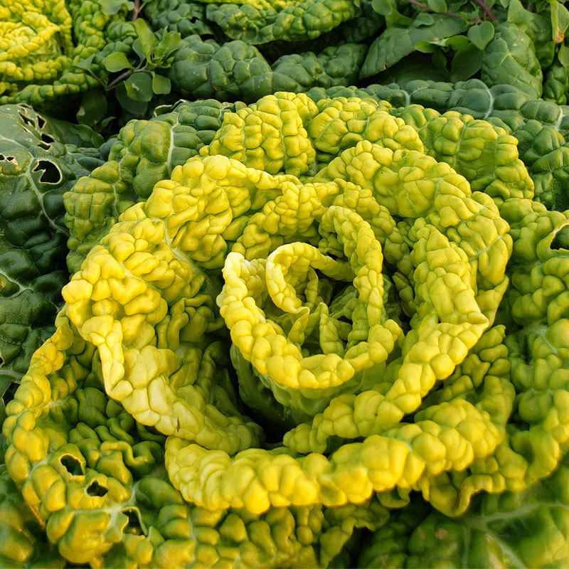 华苏黄金乌塌菜种子耐寒黄心菜种籽菊花心菜籽种易种黄心乌蔬
