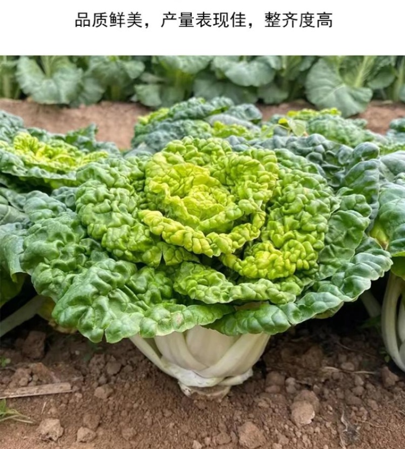 华苏黄金乌塌菜种子耐寒黄心菜种籽菊花心菜籽种易种黄心乌蔬