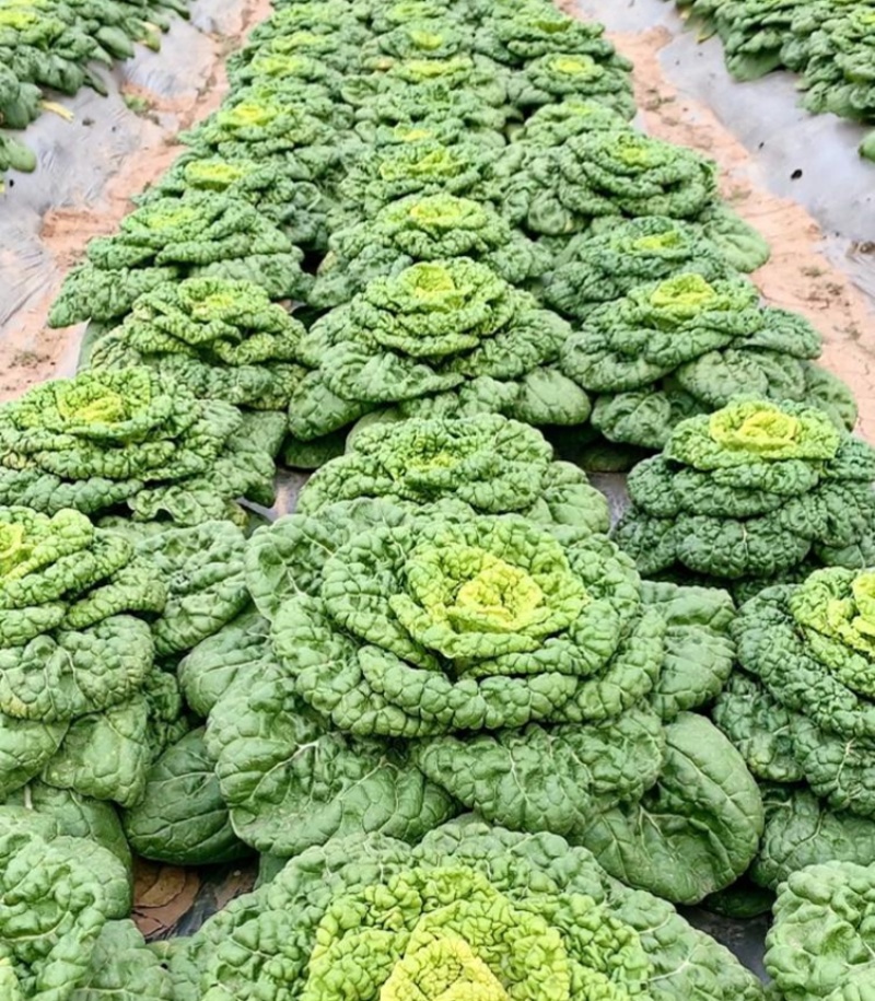 华苏黄金乌塌菜种子耐寒黄心菜种籽菊花心菜籽种易种黄心乌蔬