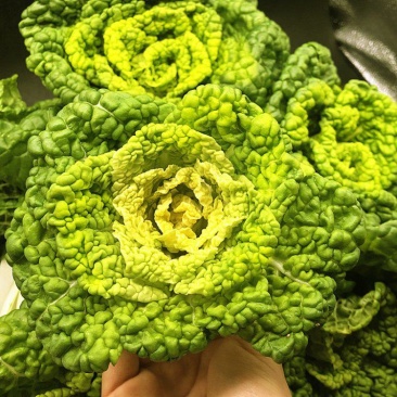 华苏黄金乌塌菜种子耐寒黄心菜种籽菊花心菜籽种易种黄心乌蔬