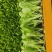 德高117白菜苗抗大根菜型好防烧心抗病性强现挖现