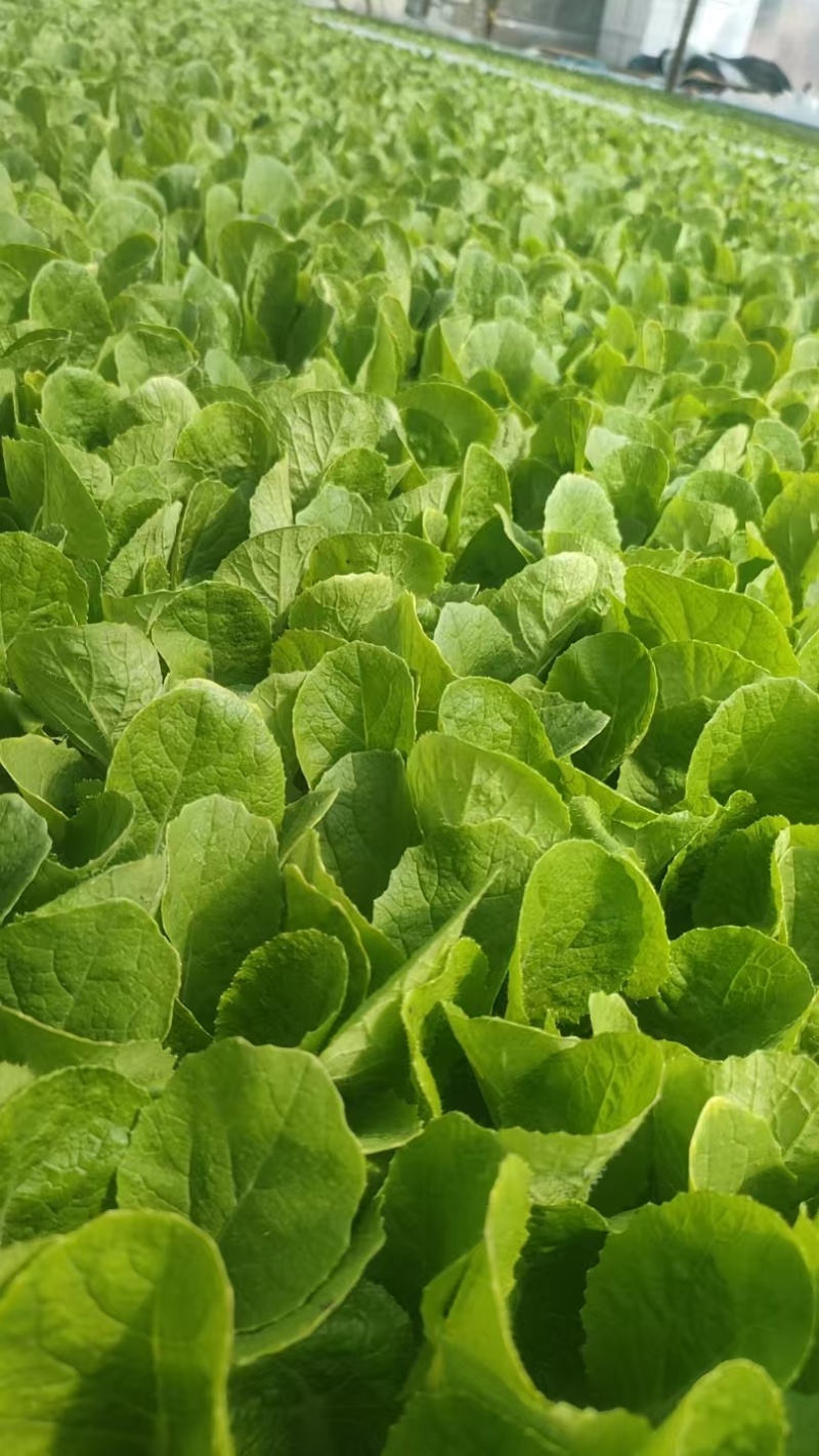 德高117白菜苗抗大根菜型好防烧心抗病性强现挖现