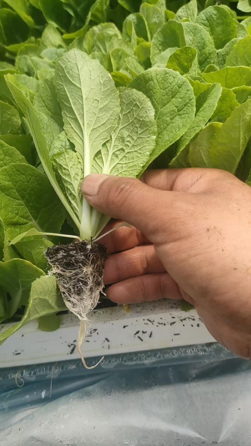 德高117白菜苗抗大根菜型好防烧心抗病性强现挖现