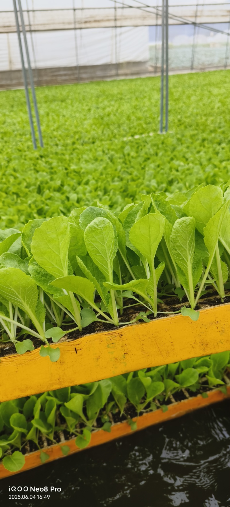 德高117白菜苗抗大根菜型好防烧心抗病性强现挖现